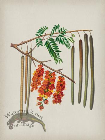 Andean Botanicals 011